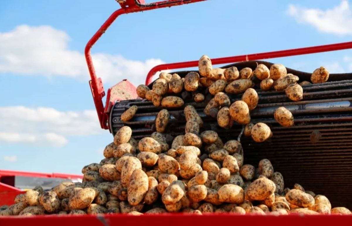 Избыток картофеля в Европе привел к падению цен ниже нуля - agroexpert.md