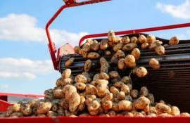 Избыток картофеля в Европе привел к падению цен ниже нуля - agroexpert.md