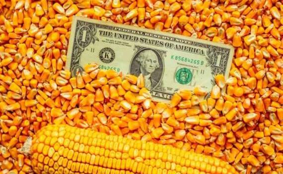 В Украине кукуруза дорожает на фоне роста цен на удобрения - agroexpert.md