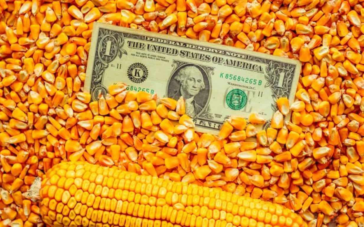 В Украине кукуруза дорожает на фоне роста цен на удобрения - agroexpert.md