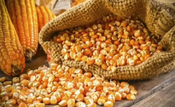 Мировой рынок кукурузы 2026/27: производство снижается, спрос растёт - agroexpert.md