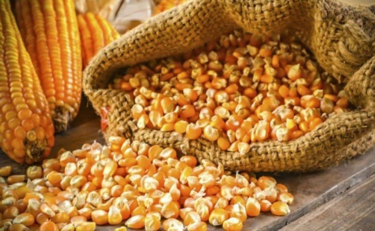 Мировой рынок кукурузы 2026/27: производство снижается, спрос растёт - agroexpert.md