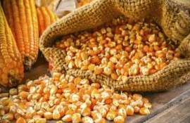 Мировой рынок кукурузы 2026/27: производство снижается, спрос растёт - agroexpert.md