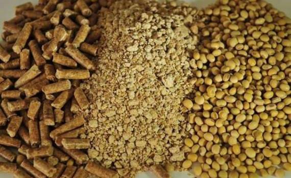 В ЕС выступают за снижение зависимости от импортных поставок сои - agroexpert.md