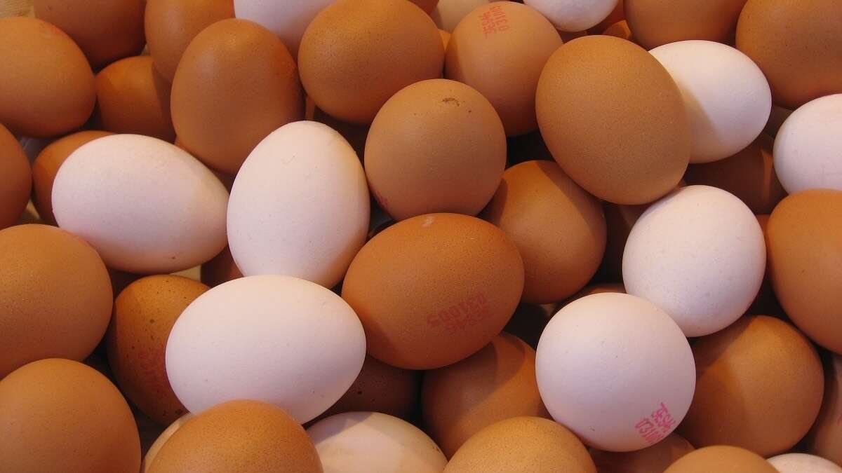 Trei companii moldovenești vor exporta ouă pentru incubare în Ucraina - agroexpert.md