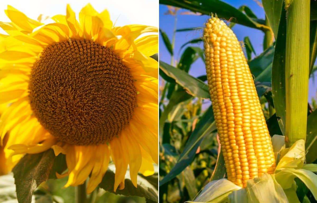 Почему французские фермеры вместо кукурузы переключаются на подсолнечник - agroexpert.md