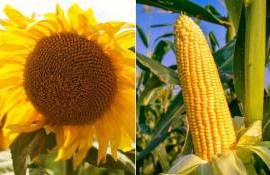 Почему французские фермеры вместо кукурузы переключаются на подсолнечник - agroexpert.md
