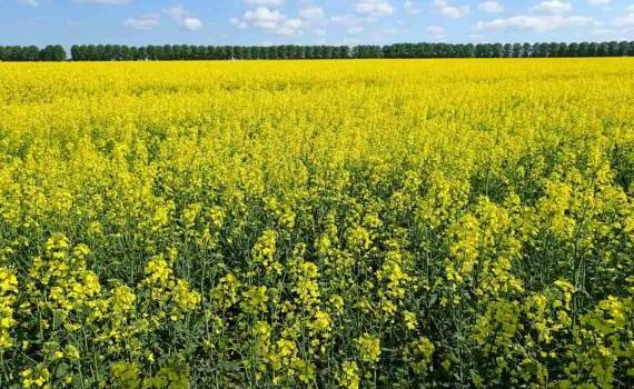 Рапсовый бум в Румынии: страна укрепляет позиции на европейском рынке - agroexpert.md