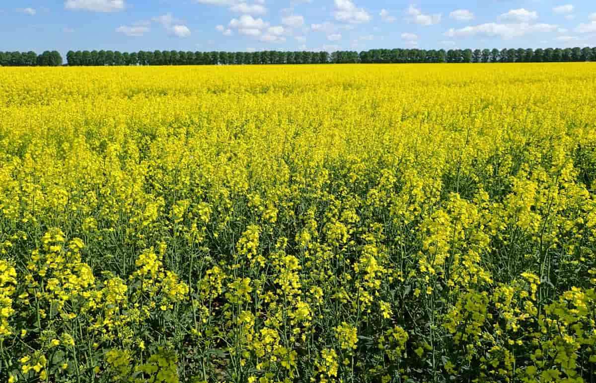 Рапсовый бум в Румынии: страна укрепляет позиции на европейском рынке - agroexpert.md