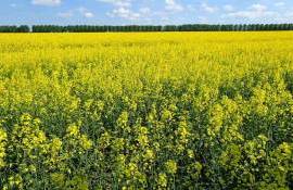 Рапсовый бум в Румынии: страна укрепляет позиции на европейском рынке - agroexpert.md
