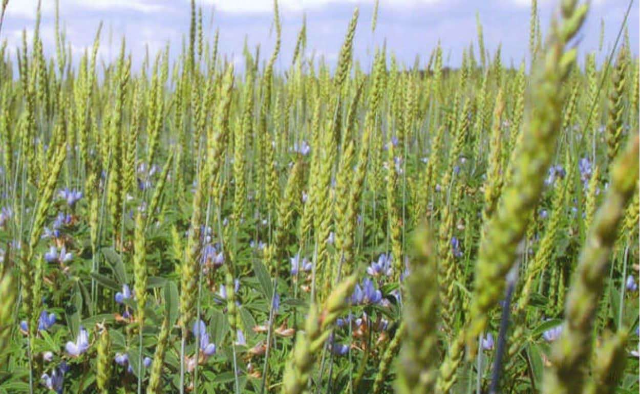 Подсевные культуры как альтернатива сидератам в условиях засухи - agroexpert.md