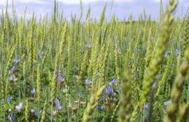 Подсевные культуры как альтернатива сидератам в условиях засухи - agroexpert.md