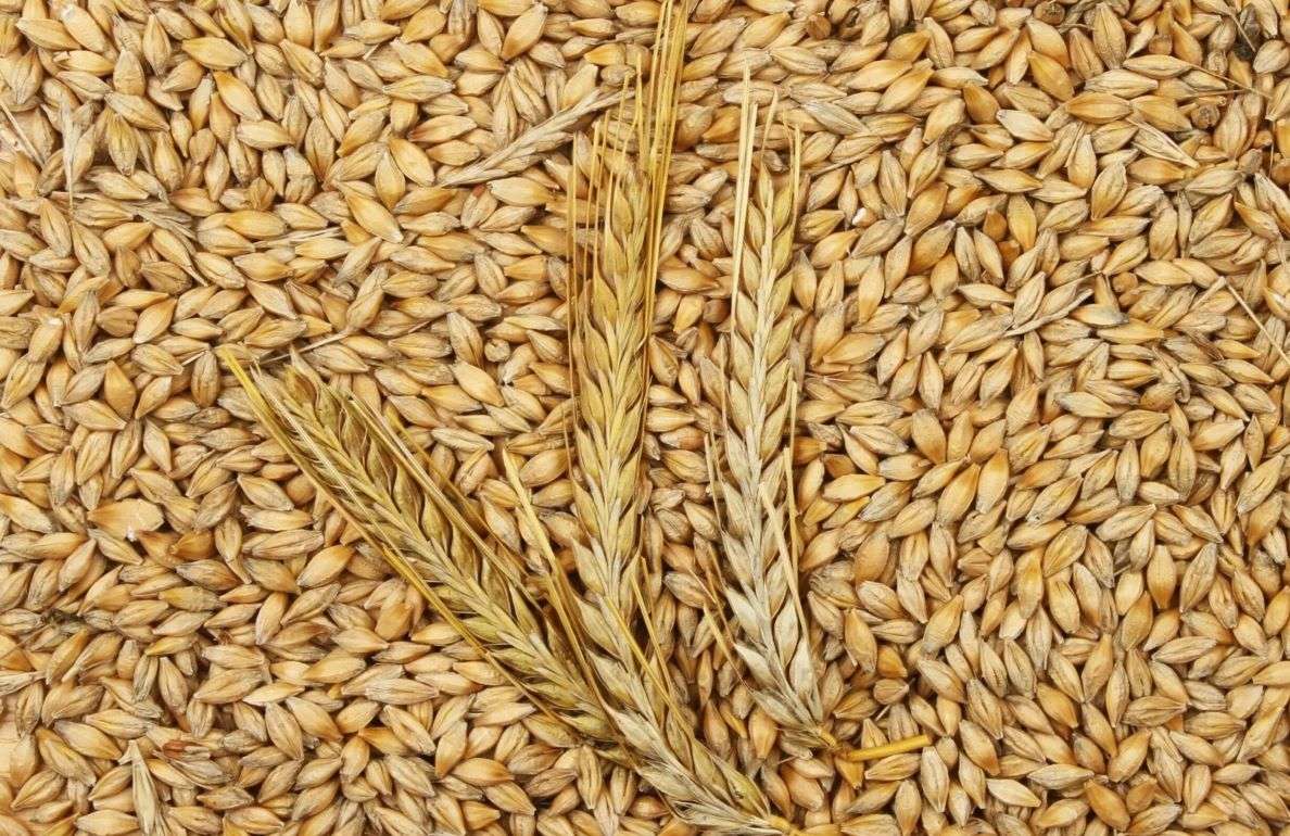Цены на украинский ячмень урожая 2026 года демонстрируют рост - agroexpert.md