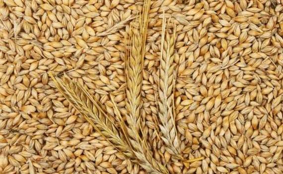Цены на украинский ячмень урожая 2026 года демонстрируют рост - agroexpert.md