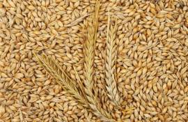 Цены на украинский ячмень урожая 2026 года демонстрируют рост - agroexpert.md