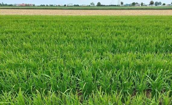 Посевы пшеницы и ячменя во Франции развиваются быстрее, чем обычно - agroexpert.md