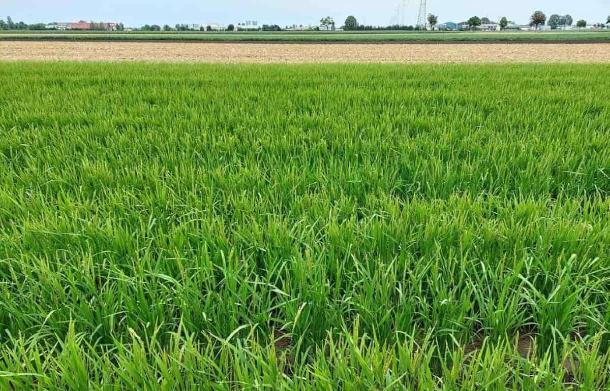 Посевы пшеницы и ячменя во Франции развиваются быстрее, чем обычно - agroexpert.md