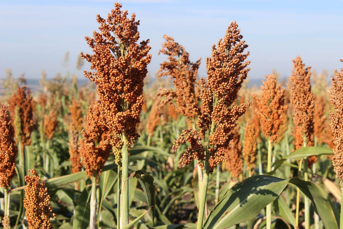 cultura de sorg - agroexpert.md