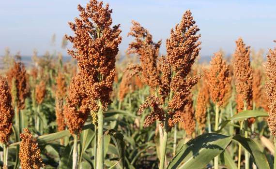 cultura de sorg - agroexpert.md