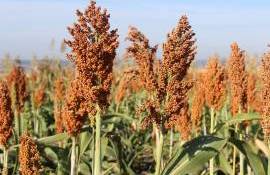 cultura de sorg - agroexpert.md