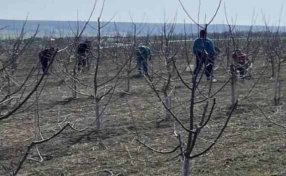 Весенние работы в учебном саду колледжа Светлый - agroexpert.md