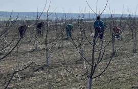 Весенние работы в учебном саду колледжа Светлый - agroexpert.md