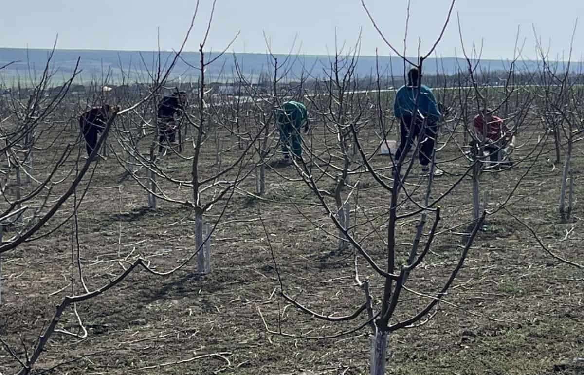 Весенние работы в учебном саду колледжа Светлый - agroexpert.md