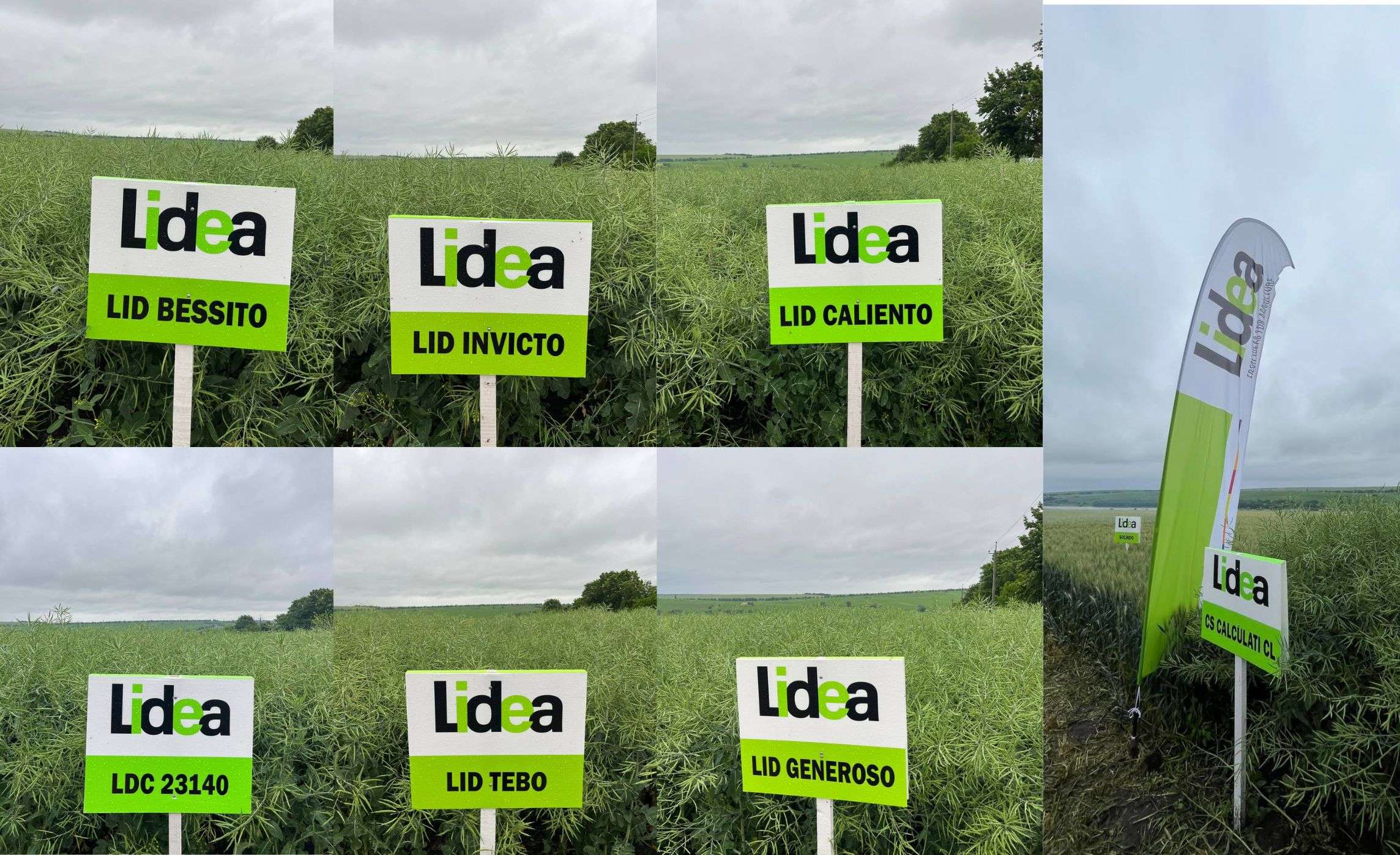 prezentarea hibrizilor de rapiță - agroexpert.md