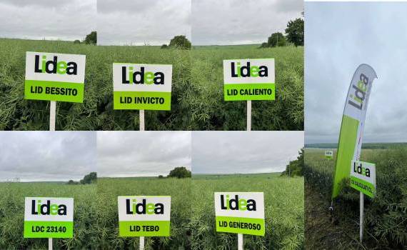 prezentarea hibrizilor de rapiță - agroexpert.md