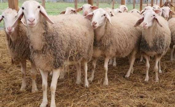 Новая ферма и сыроварня в Бумбэта: шаг к развитию региона - agroexpert.md