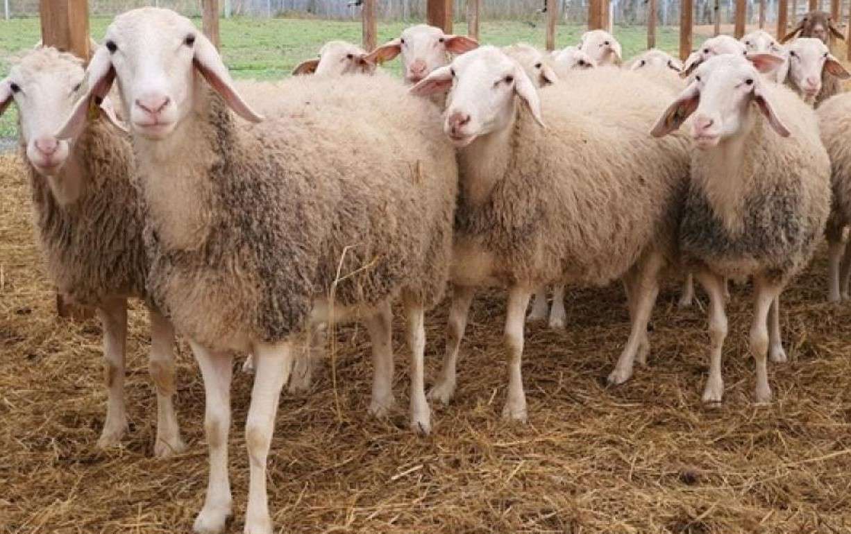Новая ферма и сыроварня в Бумбэта: шаг к развитию региона - agroexpert.md