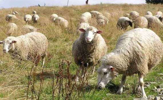 В селе Бумбэта создаётся современная овцеводческая ферма - agroexpert.md