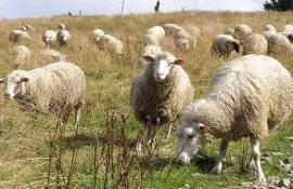 В селе Бумбэта создаётся современная овцеводческая ферма - agroexpert.md