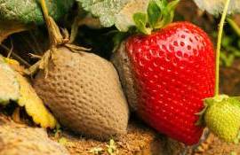 Ploile abundente afectează culturile de căpșune. O parte este compromisă - agroexpert.md