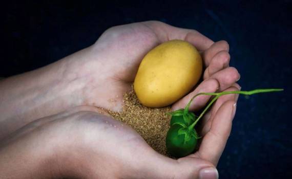 Революция в посевном материале: Solynta предлагает картофель из семян - agroexpert.md