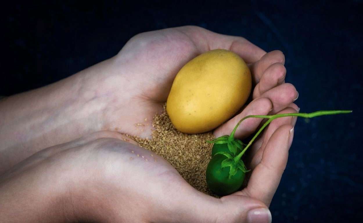 Революция в посевном материале: Solynta предлагает картофель из семян - agroexpert.md