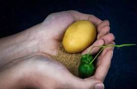Революция в посевном материале: Solynta предлагает картофель из семян - agroexpert.md