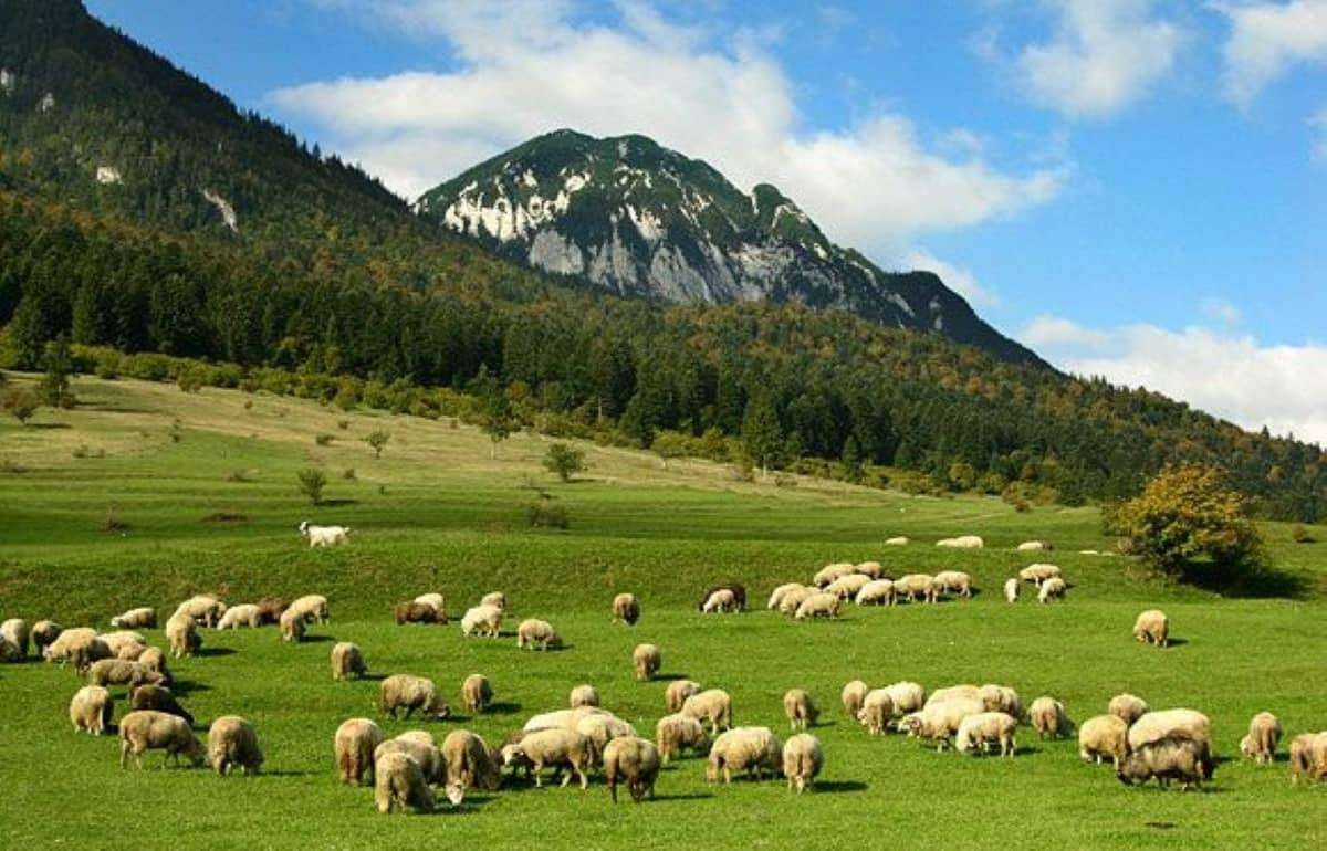 Экспорт овец из Румынии полностью остановлен: решение принято в Брюсселе - agroexpert.md