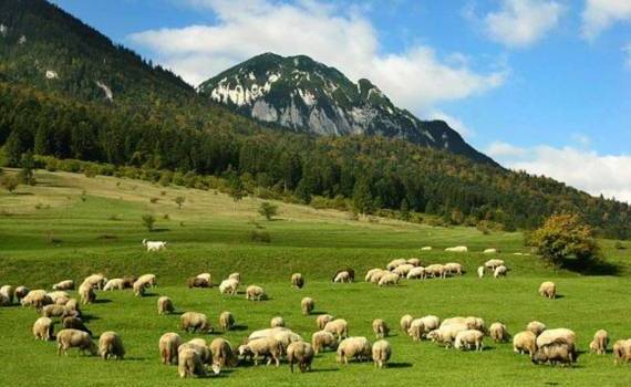 Экспорт овец из Румынии полностью остановлен: решение принято в Брюсселе - agroexpert.md