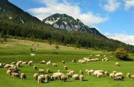 Экспорт овец из Румынии полностью остановлен: решение принято в Брюсселе - agroexpert.md