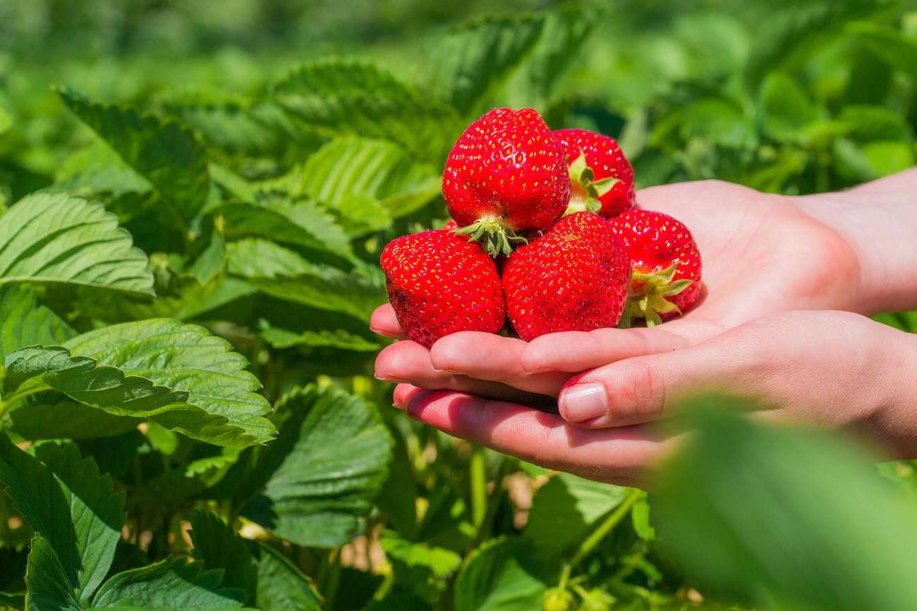 Importurile de căpșuni pun presiune pe producătorii locali din R. Moldova - agroexpert.md