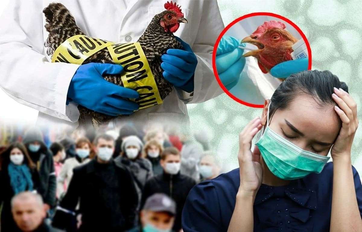 Первый случай заражения человека вирусом птичьего гриппа H9N2 в Европе - agroexpert.md