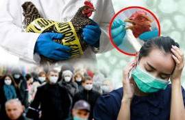 Первый случай заражения человека вирусом птичьего гриппа H9N2 в Европе - agroexpert.md