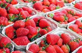 Importurile de căpșuni pun presiune pe producătorii locali din R. Moldova - agroexpert.md