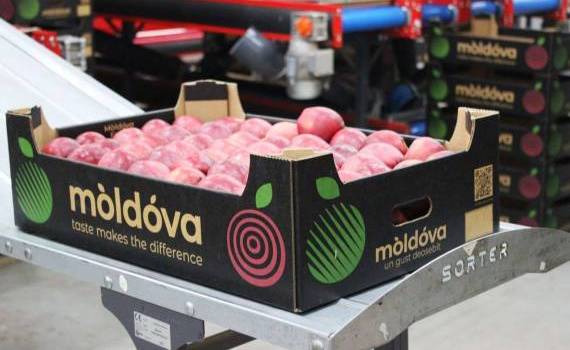 Oficiul horticol nu va fi creat - AGROEXPERT.MD