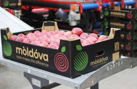 Oficiul horticol nu va fi creat - AGROEXPERT.MD