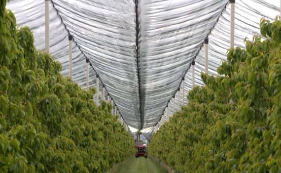 Молдавские сады переходят на экологичные технологии ради экспорта в ЕС - agroexpert.md 