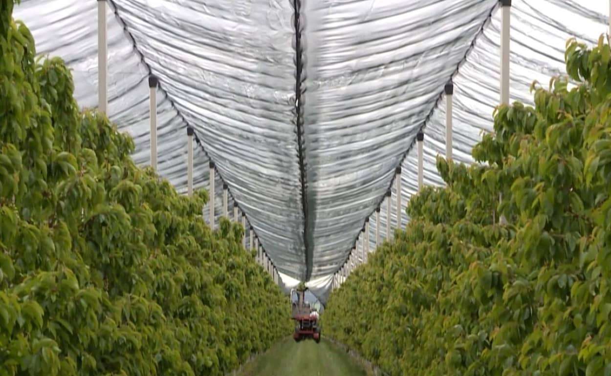 Молдавские сады переходят на экологичные технологии ради экспорта в ЕС - agroexpert.md 