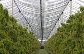 Молдавские сады переходят на экологичные технологии ради экспорта в ЕС - agroexpert.md 