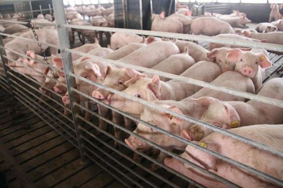 Două focare de pestă porcină africană au fost depistate la Cahul - agroexpert.md